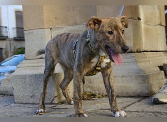 liebes Hundemädchen RAYITA
