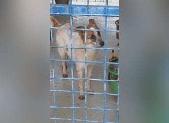 PAULINA-offen, freundlich, anhänglich sucht ihre liebevolle Für-immer-Familie