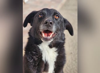 JAX -einer der „liebsten und freundlichsten Hunde, die wir je im Tierheim hatten“