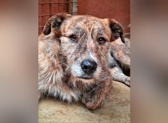 NELSON-kleiner Träumer, sanft,ruhig Seele, wartet sehnsüchtig auf sein liebevolles Für-immer-Zuhause