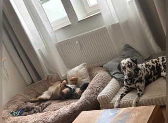 SOPHIE-Vielleicht können genau Sie sichin diesem Moment vorstellen, Sophie ein Zuhause zu geben.