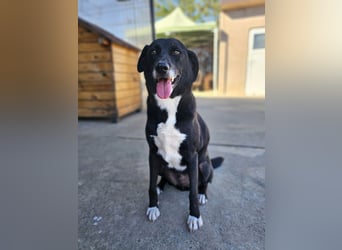 JAX -einer der „liebsten und freundlichsten Hunde, die wir je im Tierheim hatten“