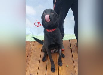 SCOUT-welche liebevolle Familie holt mich aus diesem schrecklichen, kalten, lauten Zwinger?