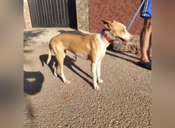 DAMA-zarte, noch etwas schüchterne, Podenco-Mädchen