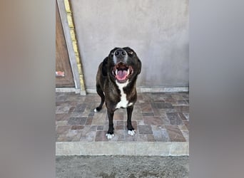 MABEL-strahlende Überleberin mit großem Herzen sucht liebevolles Für-immer-Zuhause