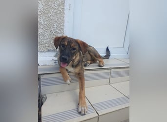 ROCKY-ein verlässlicher, intelligenter, liebevoller Begleiter sucht seine Für-immer-Menschen