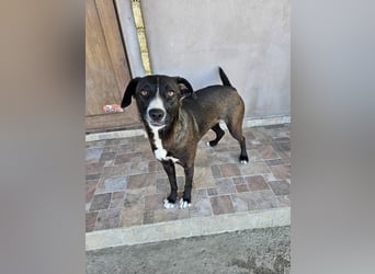 MABEL-strahlende Überleberin mit großem Herzen sucht liebevolles Für-immer-Zuhause