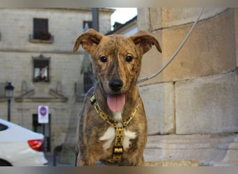 liebes Hundemädchen RAYITA