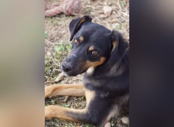 EDITH-Treue Hundeseele sucht Glück auf Lebenszeit bei einer liebevollen Für-immer-Familie