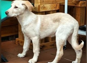 ASLAND-Ein junger Hund, der endlich ankommen möchte