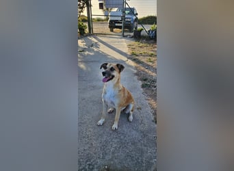 ARBI-Sanftes, freundliches, offenes, ruhiges, sozialisiertes Mädchen sucht Für-immer-Zuhause