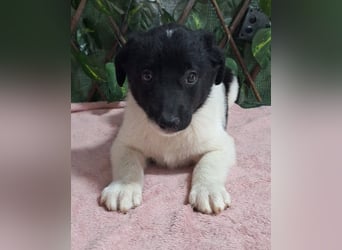 HENRY-kleiner, schüchterner Bub wartet sehnsüchtig auf ein liebevolles Zuhause