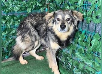 MICKY-liebesbedürftiger, ausgesprochen hübscher Bub wartet sehnsüchtig auf seine Familie