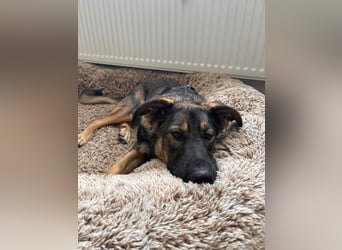 SOPHIE-Vielleicht können genau Sie sichin diesem Moment vorstellen, Sophie ein Zuhause zu geben.