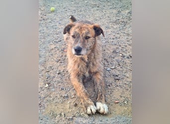 NELSON-kleiner Träumer, sanft,ruhig Seele, wartet sehnsüchtig auf sein liebevolles Für-immer-Zuhause