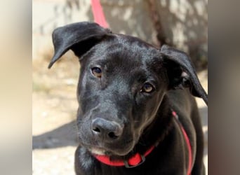 NANO-echter Sonnenschein auf vier Pfoten