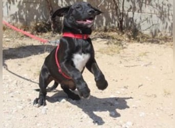 NANO-echter Sonnenschein auf vier Pfoten