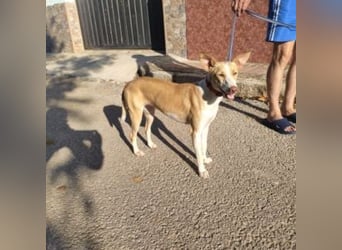 DAMA-zarte, noch etwas schüchterne, Podenco-Mädchen