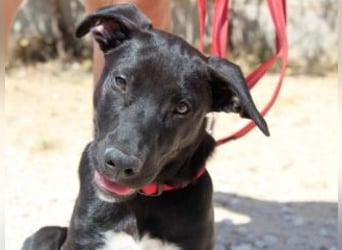 NANO-echter Sonnenschein auf vier Pfoten