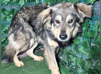 MICKY-liebesbedürftiger, ausgesprochen hübscher Bub wartet sehnsüchtig auf seine Familie