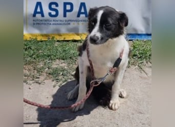 NOVA-sanfte Schönheit mit Border-Collie-Charme sucht ihr Glück