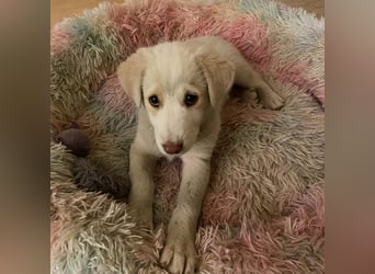 LATTE -zauberhaftes Mädchen, sehr sozial, liebevoll, sanft auf der Suche nach liebem Zuhause