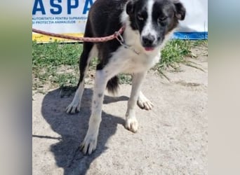 NOVA-sanfte Schönheit mit Border-Collie-Charme sucht ihr Glück