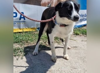 NOVA-sanfte Schönheit mit Border-Collie-Charme sucht ihr Glück