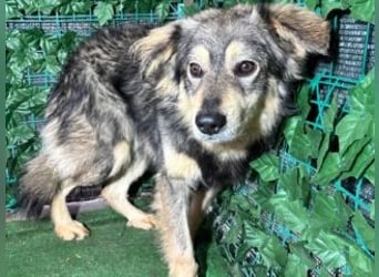 MICKY-liebesbedürftiger, ausgesprochen hübscher Bub wartet sehnsüchtig auf seine Familie