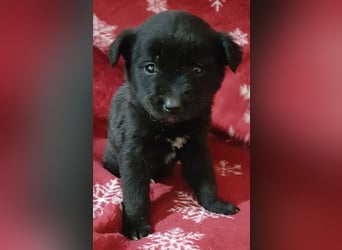 ZANE-ganz besonderer Bub sucht dringend liebevolles Zuhause