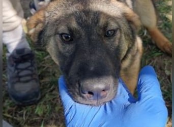 SOPHIE-Vielleicht können genau Sie sichin diesem Moment vorstellen, Sophie ein Zuhause zu geben.