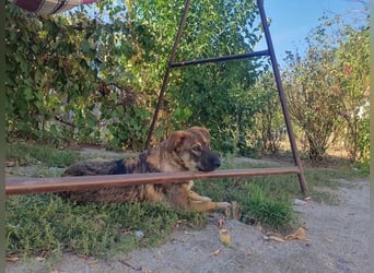 ROCKY-ein verlässlicher, intelligenter, liebevoller Begleiter sucht seine Für-immer-Menschen