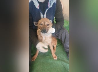 ATHENA-unglaublich freundlich, offen, verspielt, sucht ihre liebevolle Für-immer-Familie