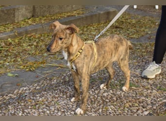 liebes Hundemädchen RAYITA