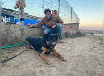 EDITH-Treue Hundeseele sucht Glück auf Lebenszeit bei einer liebevollen Für-immer-Familie