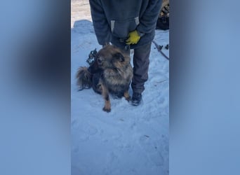 Hübscher LAURENT-superfreundlich, liebenswert-sein grösster Wunsch:eine liebevolle Für-immer-Familie