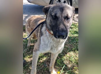 Wunderbarer VINCENT- ein Seelenhund sucht liebevolles Für-immer-Zuhause