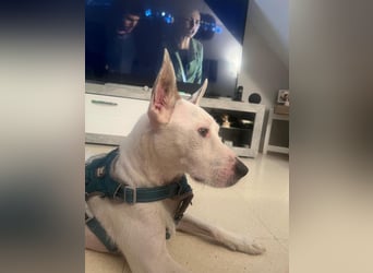 Bezaubernder DRACO-Ein Herz auf vier Pfoten sucht sein Für-immer-Zuhause!