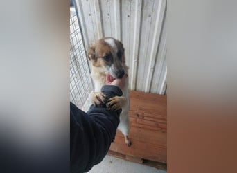 PAULINA-offen, freundlich, anhänglich sucht ihre liebevolle Für-immer-Familie