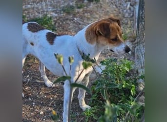 MAYA-wünscht sich Spaziergänge durch Wald und Wiesen, gemeinsame Ausflüge und ein liebvolles Zuhause