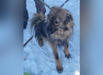 Hübscher LAURENT-superfreundlich, liebenswert-sein grösster Wunsch:eine liebevolle Für-immer-Familie