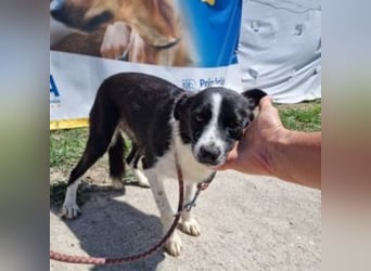 NOVA-sanfte Schönheit mit Border-Collie-Charme sucht ihr Glück