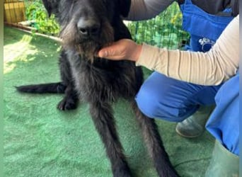 NERO-hübscher, liebevoll-freundlicher Mischlingsrüde