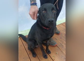 SCOUT-welche liebevolle Familie holt mich aus diesem schrecklichen, kalten, lauten Zwinger?