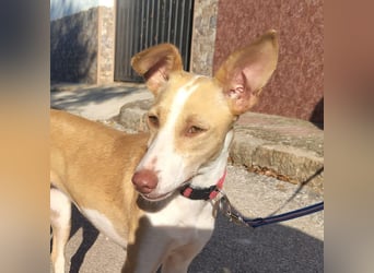 DAMA-zarte, noch etwas schüchterne, Podenco-Mädchen