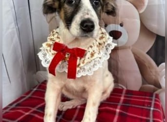 ISA-hübsches kleines Mädchen mit ihrem schneeweißen Fell und der braun-schwarzen Maske im Gesicht