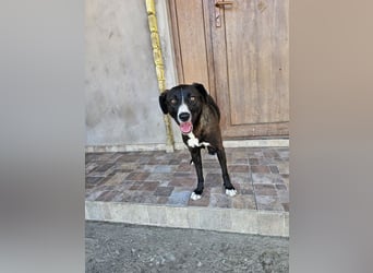 MABEL-strahlende Überleberin mit großem Herzen sucht liebevolles Für-immer-Zuhause