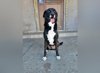 JAX -einer der „liebsten und freundlichsten Hunde, die wir je im Tierheim hatten“