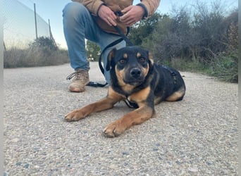 EDITH-Treue Hundeseele sucht Glück auf Lebenszeit bei einer liebevollen Für-immer-Familie