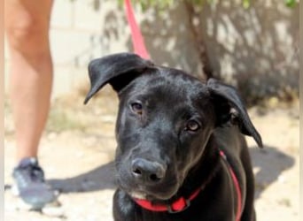 NANO-echter Sonnenschein auf vier Pfoten